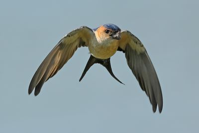 Red-rumped Swallow (Cecropis daurica rufula) 