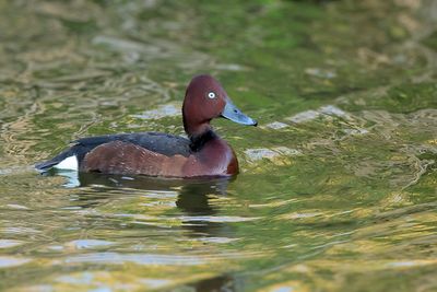 Gallery Ferruginous Duck
