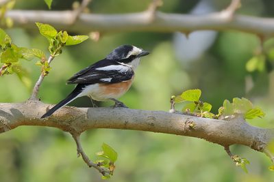 Masked shrike (Lanius nubicus)