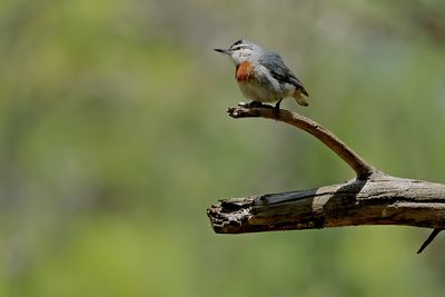 Gallery Kruper's Nuthatch