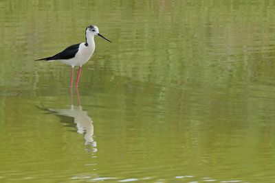 Black-winged Stilt (Himantopus himantopus) 