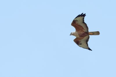 Long-legged Buzzard (Buteo rufinus)