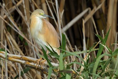 Squacco Heron (Ardeola ralloides)