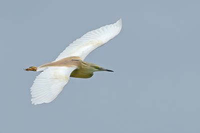 Squacco Heron (Ardeola ralloides)