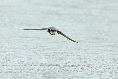 Sand Martin (Riparia riparia)