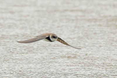 Sand Martin (Riparia riparia)