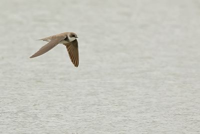 Sand Martin (Riparia riparia)