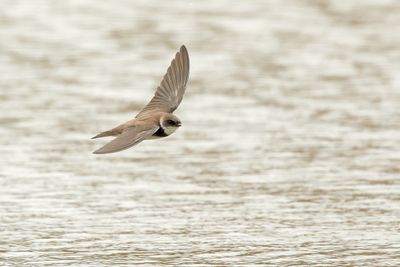Sand Martin (Riparia riparia)