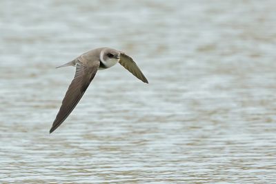 Sand Martin (Riparia riparia)