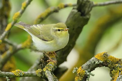 Gallery Wood Warbler