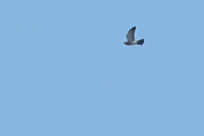 Levant sparrowhawk (Accipiter brevipes)