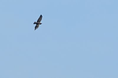 Gallery Levant sparrowhawk 