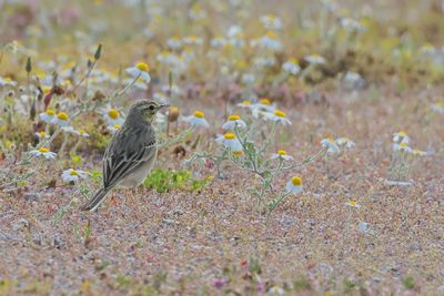 Gallery Tawny Pipit