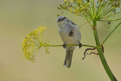 Barred warbler (Curruca nisoria) 