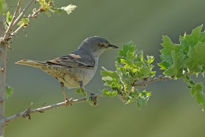 Warblers