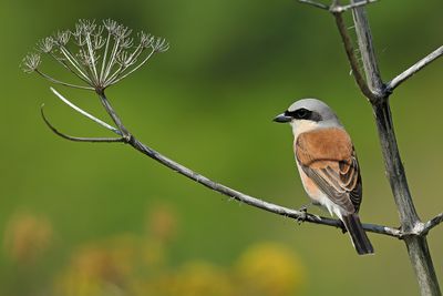Red-backed Shrike (Lanius collurio)
