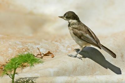 Sombre Tit (Poecile lugubris)