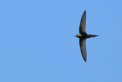 Common Swift (Apus apus) 