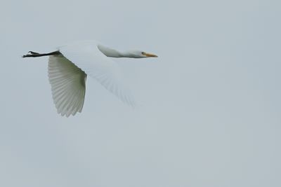 Cattle Egret (Bubulcus ibis)