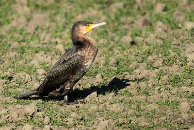 Great Cormorant (Phalacrocorax carbo) 