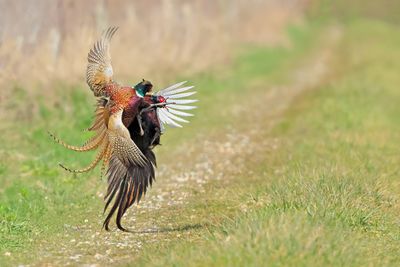 Gallery Common Pheasant
