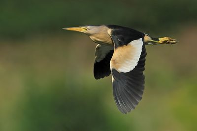 Little Bittern Belgium 2023