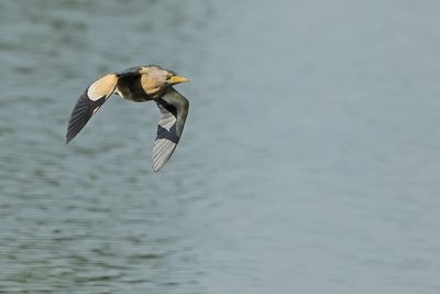 Little Bittern (Ixobrychus minutus)