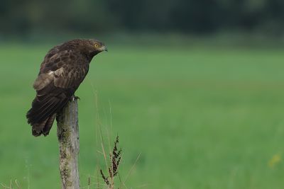 Gallery European Honey Buzzard