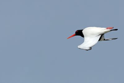 Gallery Eurasian Oystercatcher