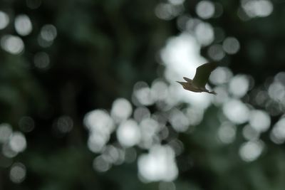 g13/83/944883/3/173908245.060e4638.JPEG