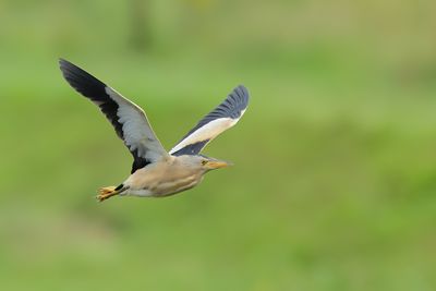 Little Bittern (Ixobrychus minutus)