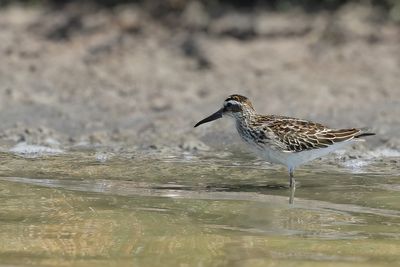 Broad-billed Sandpiper (Limicola falcinellus)	