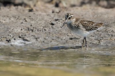 Broad-billed Sandpiper (Limicola falcinellus)	