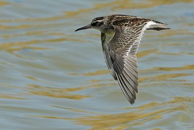 Broad-billed Sandpiper (Limicola falcinellus)	