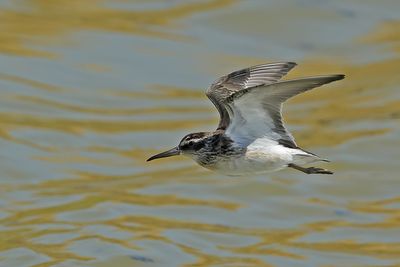 Broad-billed Sandpiper (Limicola falcinellus)	