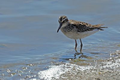 Broad-billed Sandpiper (Limicola falcinellus)	