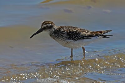 Broad-billed Sandpiper (Limicola falcinellus)	