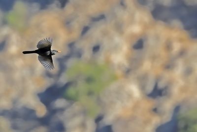 Gallery Common Blackbird