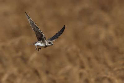 Sand Martin (Riparia riparia)