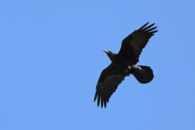 Northern Raven (Corvus corax)