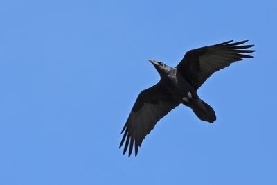 Northern Raven (Corvus corax)