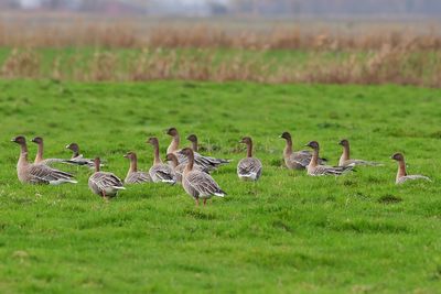 Pink-footed goose (Anser brachyrhynchus)