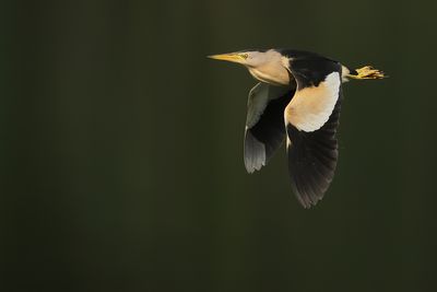 Little Bittern (Ixobrychus minutus)