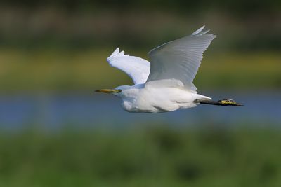 Gallery Cattle Egret (Bubulcus ibis)