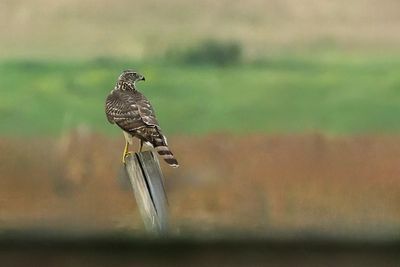 Northern Goshawk (Accipiter gentilis)