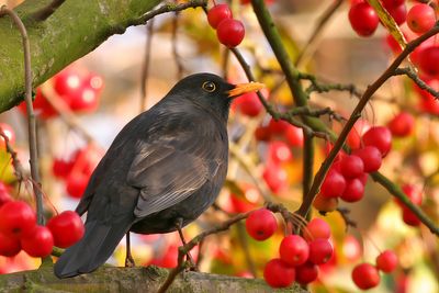 Gallery Common Blackbird