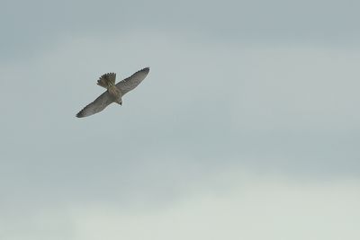 Tundra Peregrine (Falco peregrinus ssp. calidus)