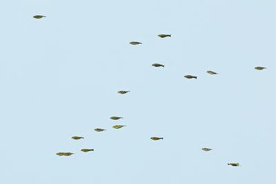 g13/83/944883/3/174193058.8c5170d6.JPEG