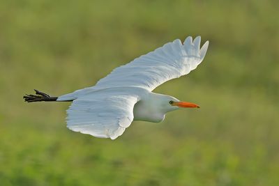 Cattle Egret (Bubulcus ibis)