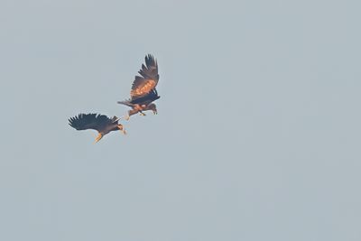 White-tailed eagle (Haliaeetus albicilla) 